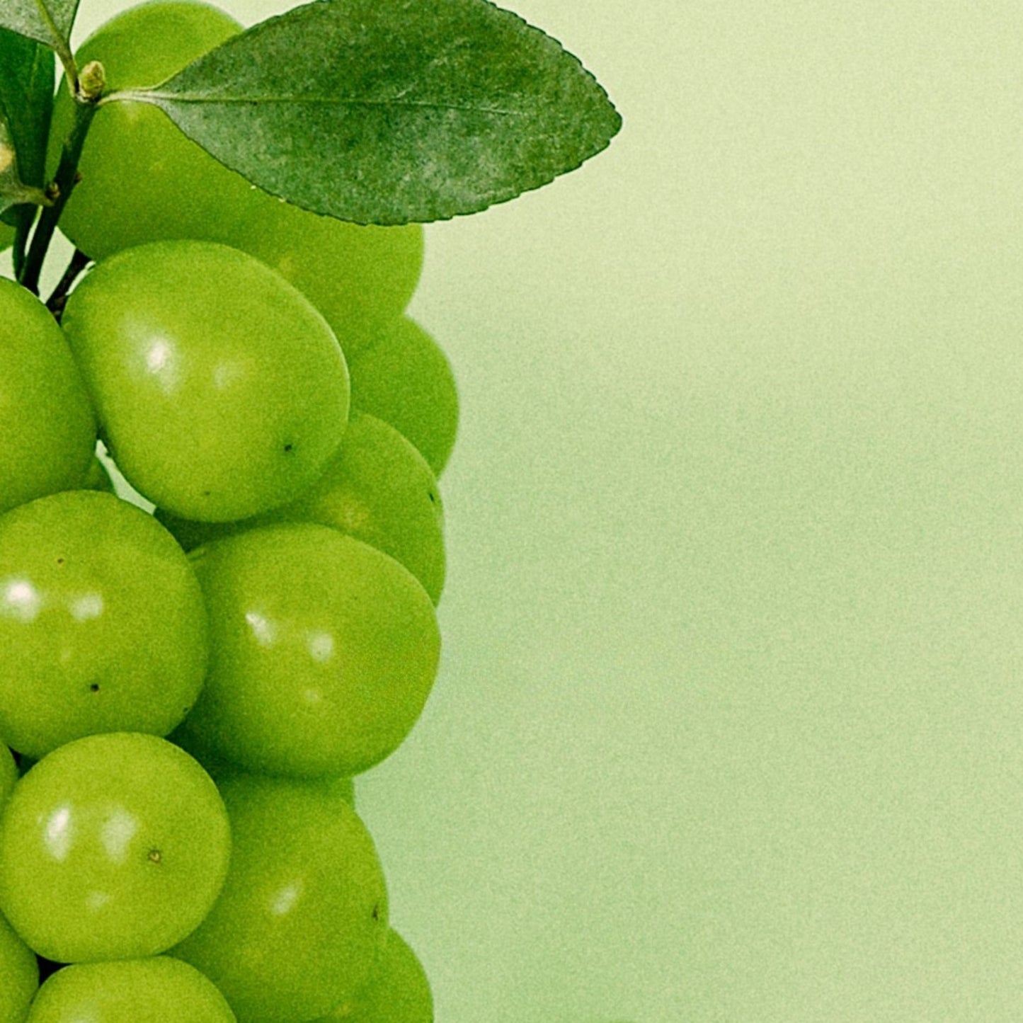 White Grape